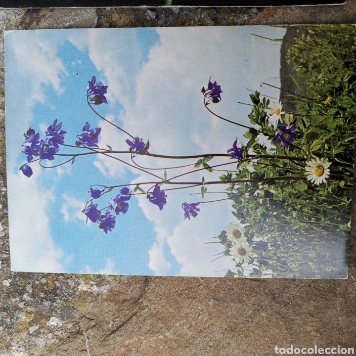 Postales: 2 postales De flores una de 1975. - Foto 2