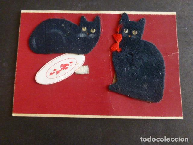 Postales: GATOS EN TERCIOPELO POSTAL - Foto 1