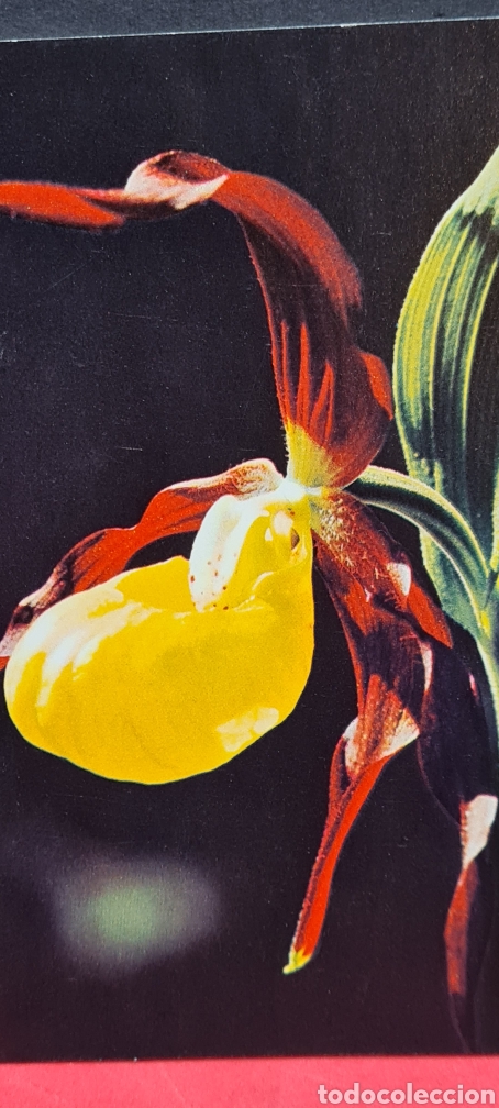 Cartes Postales: Preciosa postal de una Flor. Orqu&iacute;dea ? Diptico. Escrita