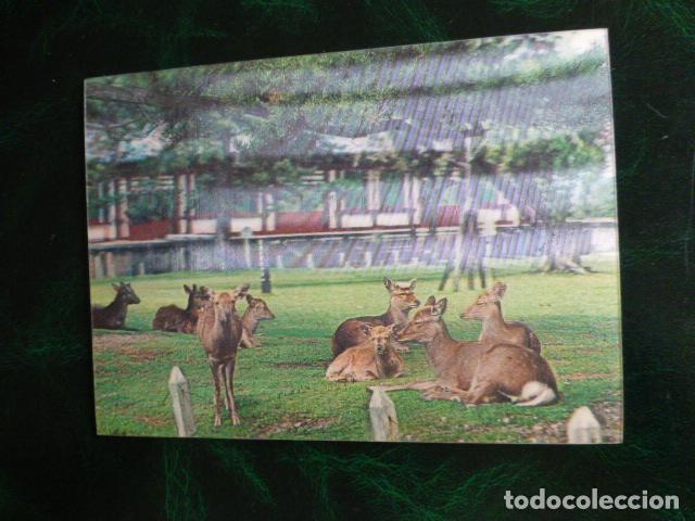 Postales: CIERVOS 3D TRES DIMENSIONES POSTAL - Foto 1