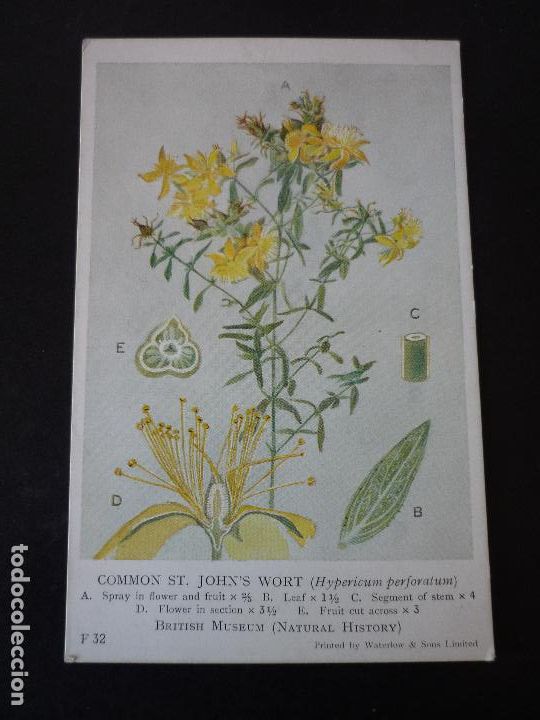 Postales: HIERBA DE SAN JUAN HYPERICUM POSTAL - Foto 1