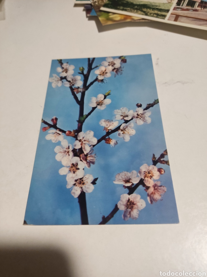 Postales: Postal prunus armeniaca - Foto 1