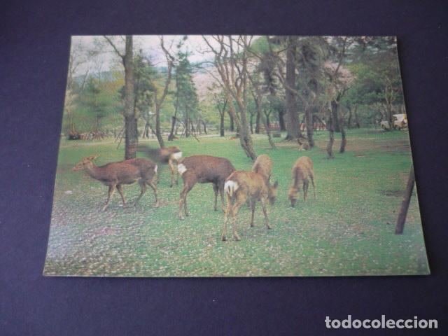 Postales: CIERVOS POSTAL 3D TRIDIMENSIONAL 3 DIMENSIONES - Foto 1