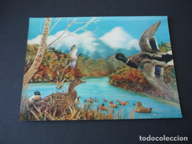 Postales: PATOS POSTAL 3D TRIDIMENSIONAL 3 DIMENSIONES - Foto 1