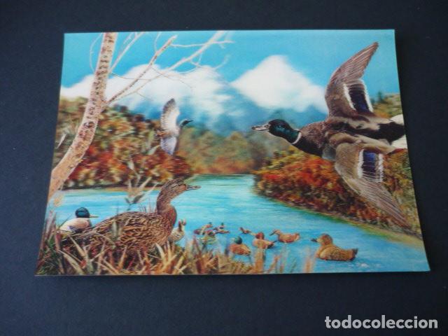 Postales: PATOS POSTAL 3D TRIDIMENSIONAL 3 DIMENSIONES - Foto 1