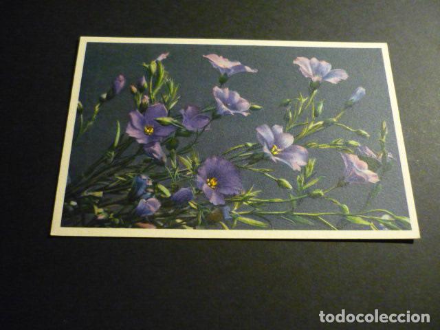 Postales: FLORES POSTAL - Foto 1