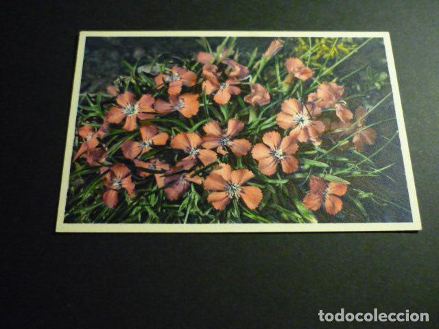 Postales: FLORES POSTAL - Foto 1