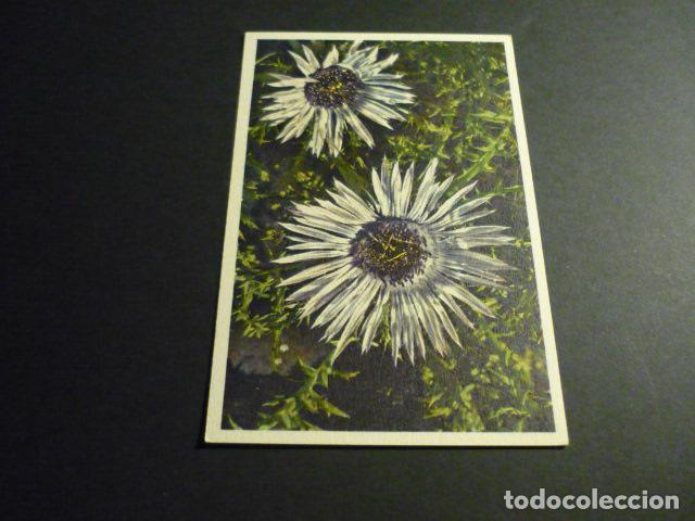 Postales: FLORES POSTAL - Foto 1