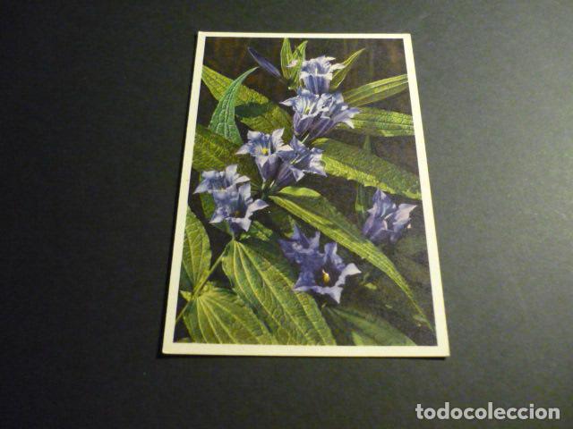 Postales: FLORES POSTAL - Foto 1