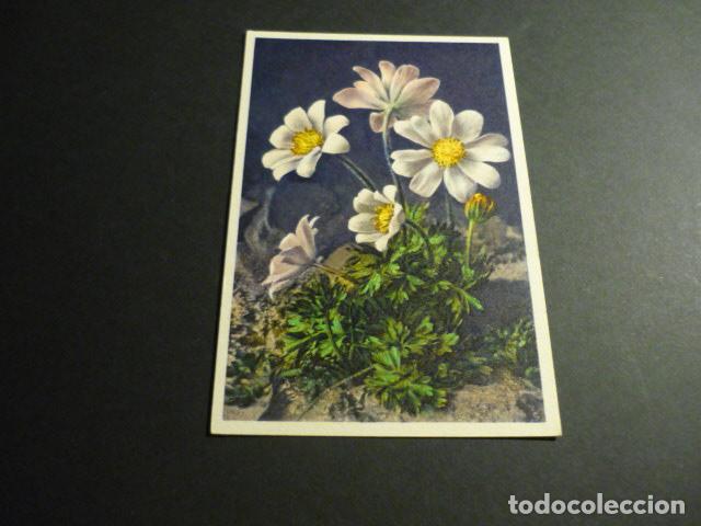 Postales: FLORES POSTAL - Foto 1