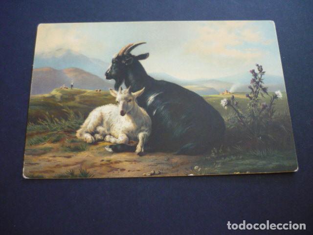 Postales: CABRAS POSTAL STENGEL - Foto 1