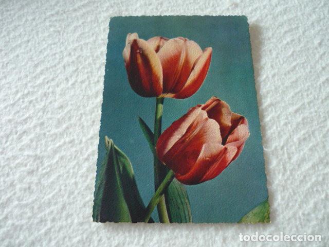 Postales: TULIPANES ANTIGUA POSTAL - Foto 1