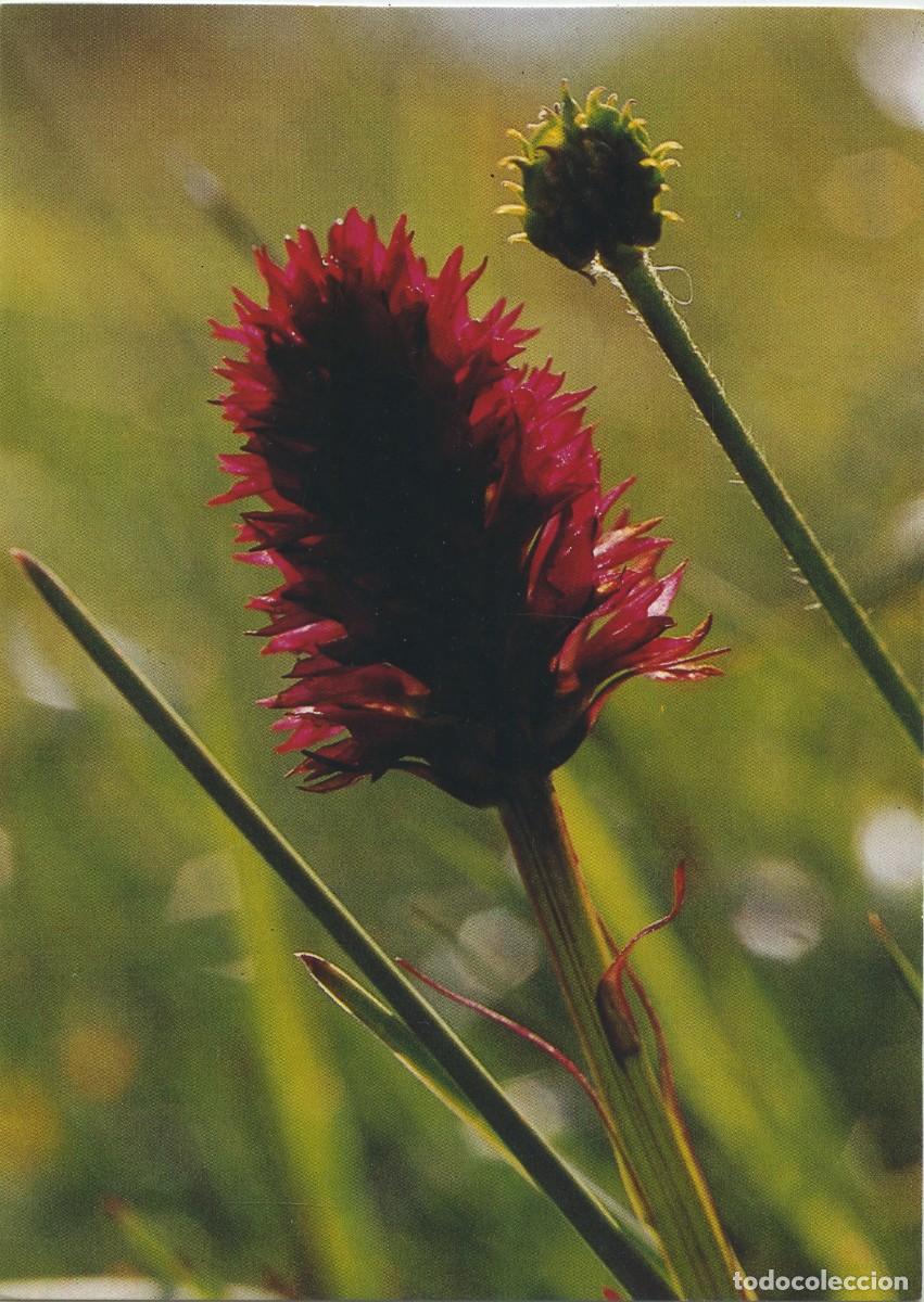 Postales: Nigritella nigra. Sin circular. ED. AS - Foto 1