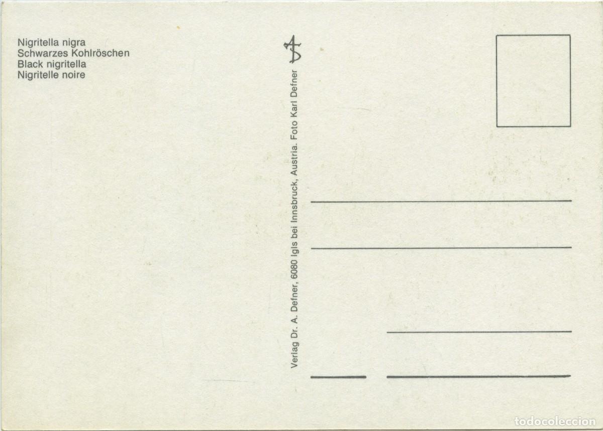 Postales: Nigritella nigra. Sin circular. ED. AS - Foto 2