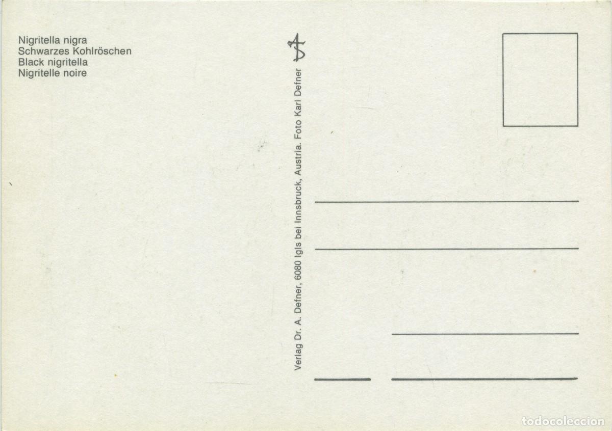 Postales: Nigritella nigra. Sin circular. ED. AS - Foto 2