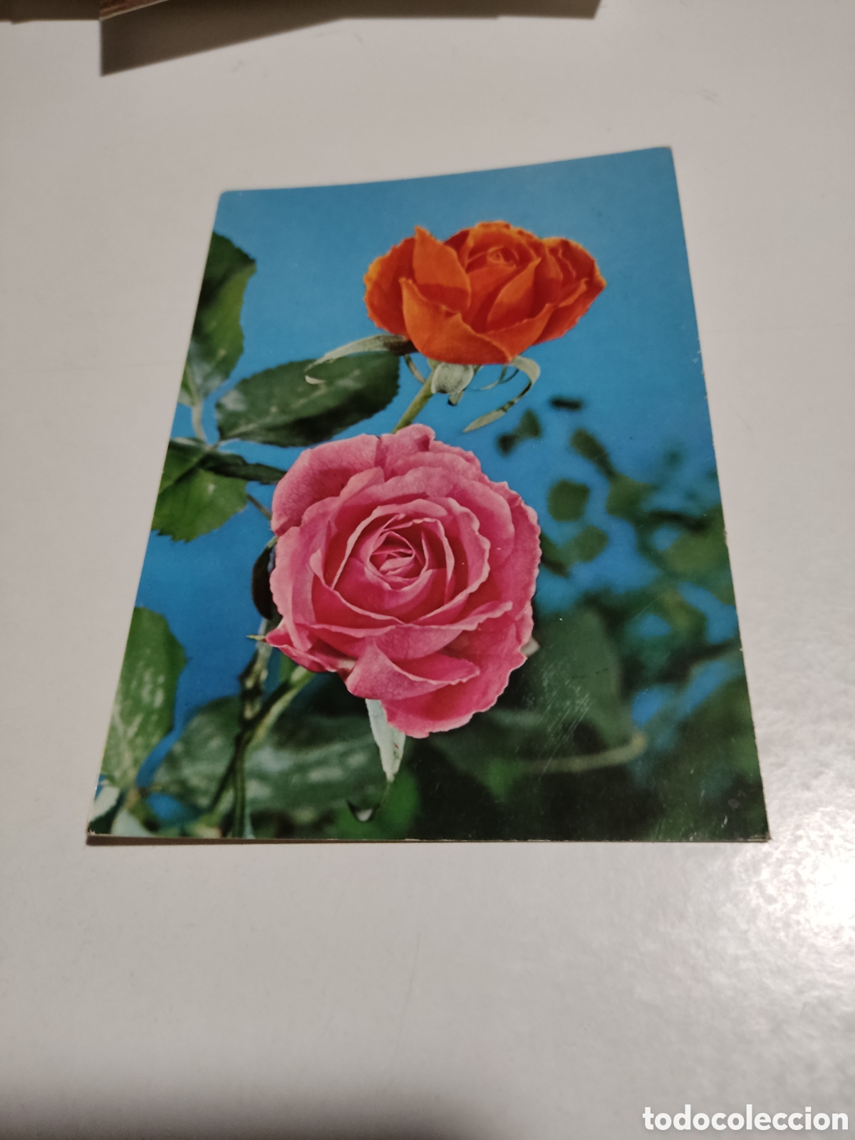 Postales: Postal Flores rosas .... - Foto 1