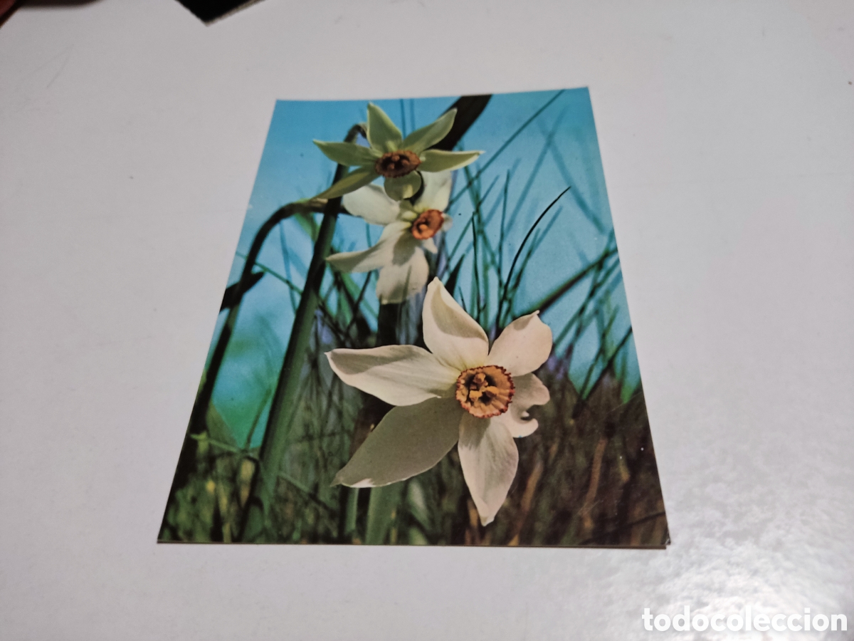 Postales: Postal flores narcisos - Foto 1