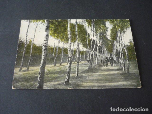 Postales: PASEO CON ARBOLES POSTAL - Foto 1