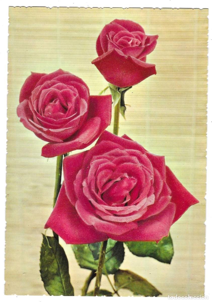 Postales: Postal Flores. 7-flor17 - Foto 1