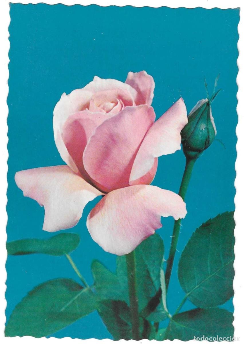 Postales: Postal Flores. 7-flor18 - Foto 1