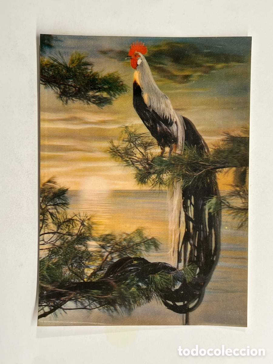 Postales: GALLO. Postal 3D. Sin datos editor (h.1970?) circulada - Foto 1