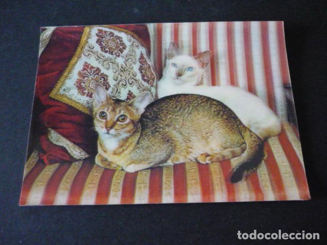 Postales: GATOS POSTAL 3D TRES DIMENSIONES - Foto 1