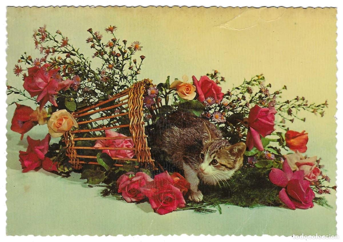 Postales: Postal Flores y gato. ref. 7-flor43 - Foto 1