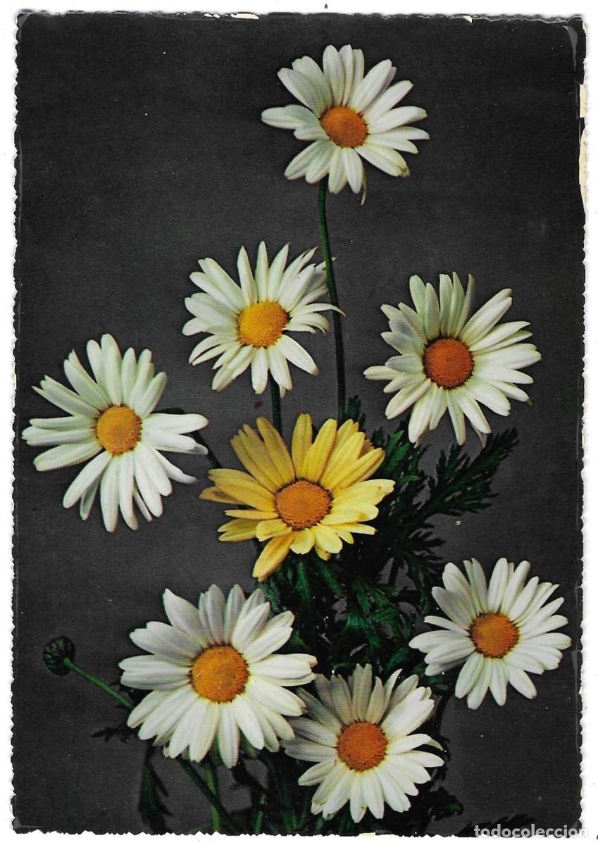 Postales: Postal Flores. ref. 7-flor48 - Foto 1