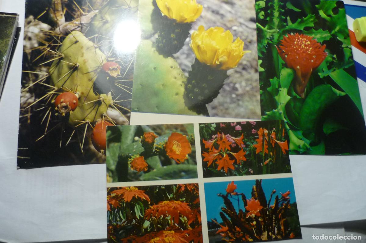 Postales: lote postales flora de canarias cm - Foto 1