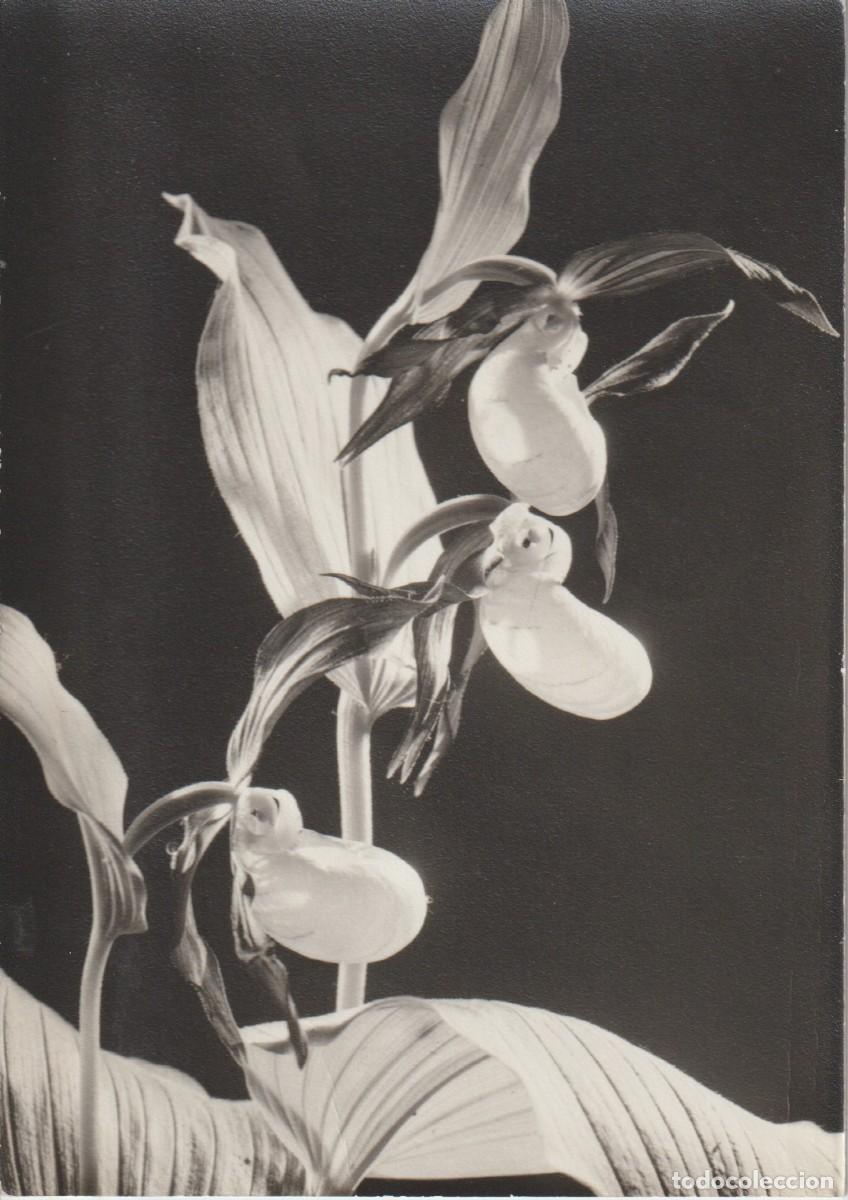 Postales: () ORQUIDEA. SABOTS DE VENUS - Foto 1