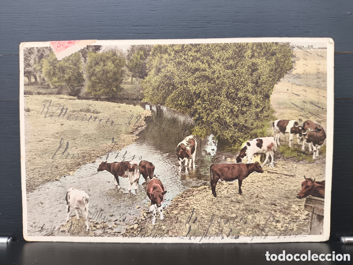 Postales: Antigua postal fotogr&aacute;fica coloreada escena pintoresca vida rural vacas pastando cerca de r&iacute;o 1913