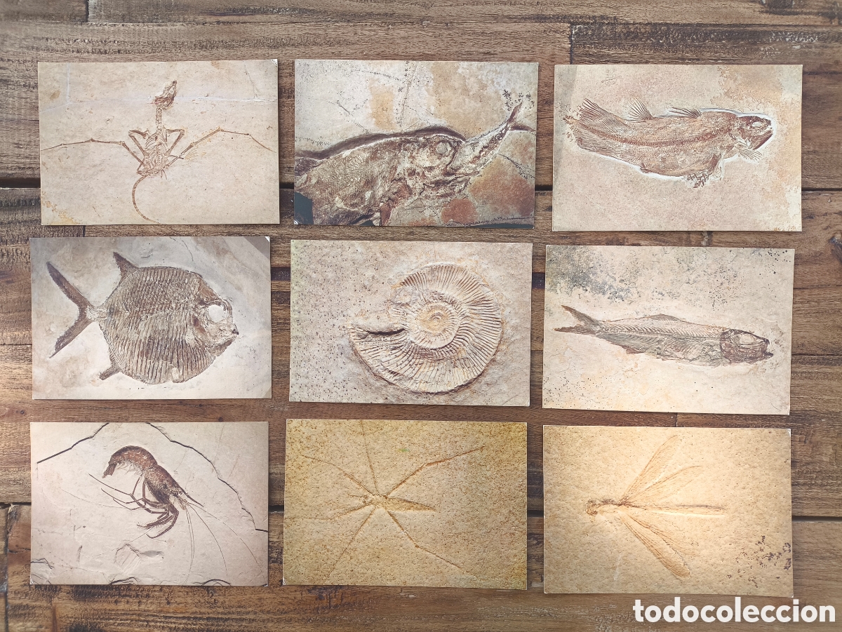 Postales: Lote postales restos f&oacute;siles colecci&oacute;n del museo de historia natural Museum Berger Harthof Alemania