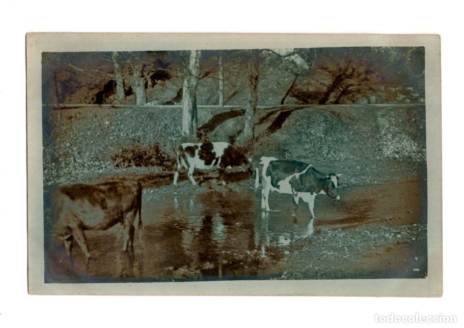 Postales: GANADO VACUNO CRUZANDO O BEBIENDO AGUA EN UN PEQUE&Ntilde;O R&Iacute;O O ARROYO.