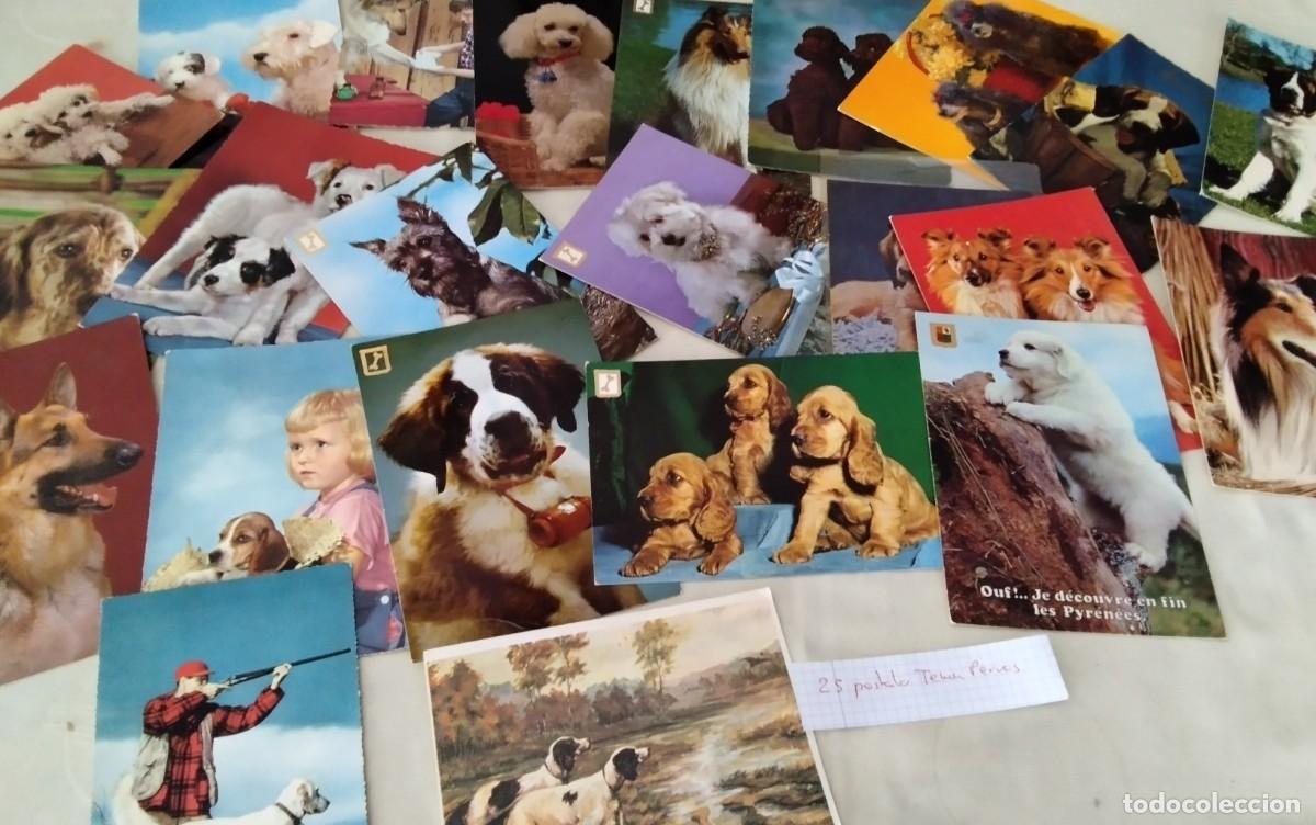 Postales: LOTE DE 25 POSTALES ANTIGUAS TEMA PERROS