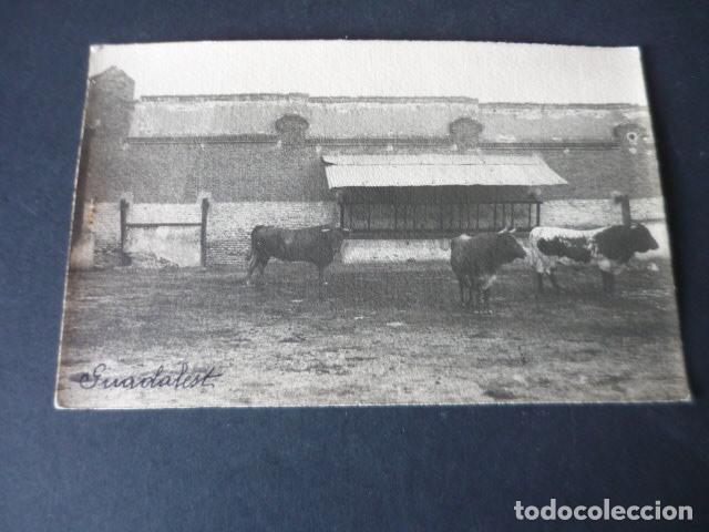 Postales: TOROS GANADERIA DE GUADALEST POSTAL