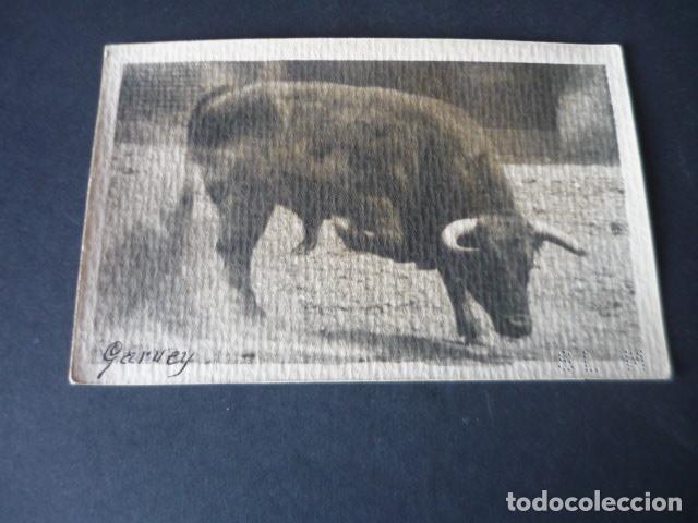 Postales: TORO GANADERIA DE GARVEY POSTAL