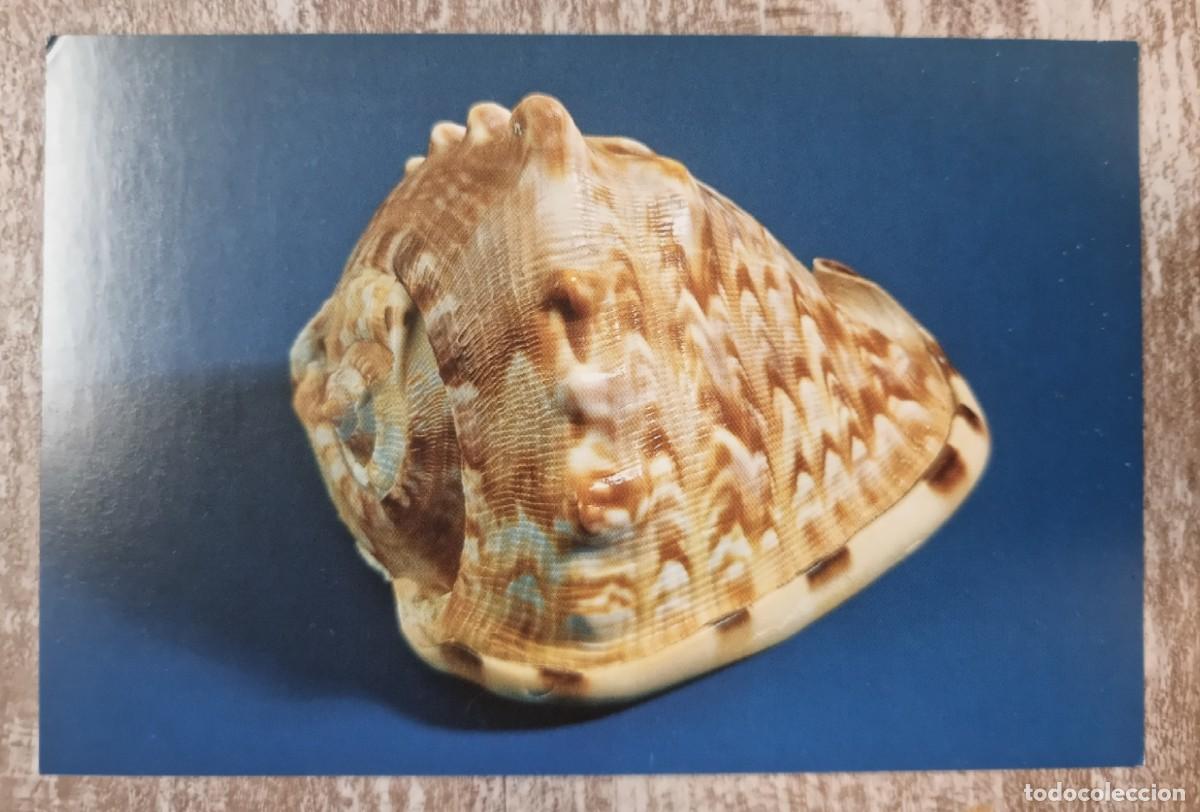 Postkarten: POSTAL DE LA EXPOSICION XVI TALLER DE CIENCIAS NATURALES Gaster&oacute;podos 1999 VITORIA-GASTEIZ