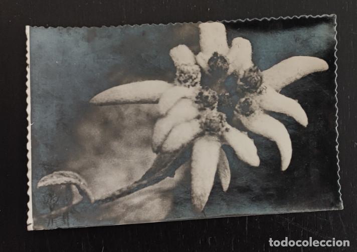 Postales: ANTIGUA POSTAL FOTO CON BRILLO, EDELWEISS, FLOR DE NIEVE