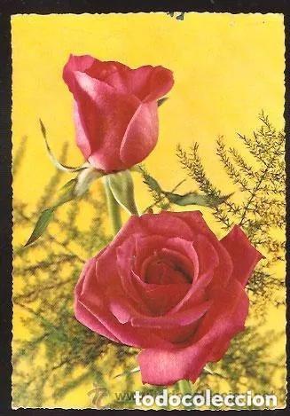 Postales: Postal ROSAS A&Ntilde;O 1964 - Sin circular -Escrita
