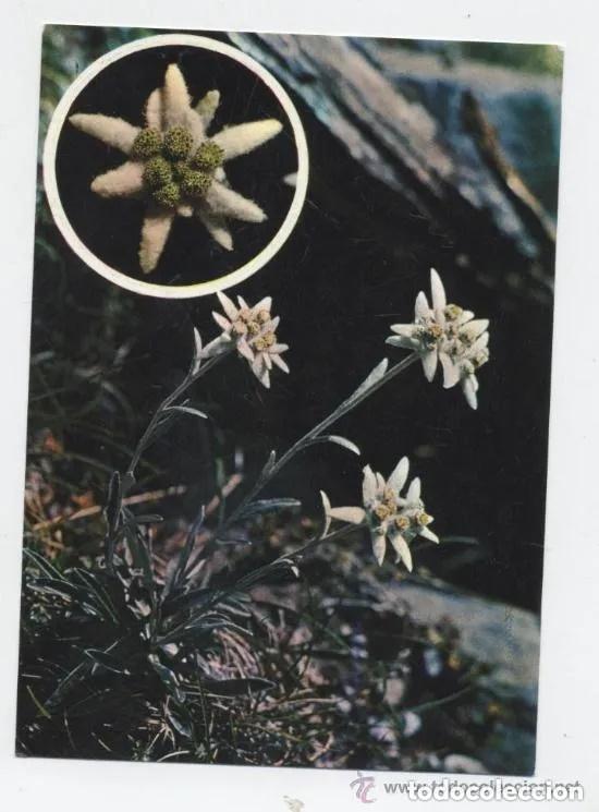 Postales: Postal A&Ntilde;O 1967 - EDELWEIS -FLOR DE LA NIEVE - SIN CIRCULAR