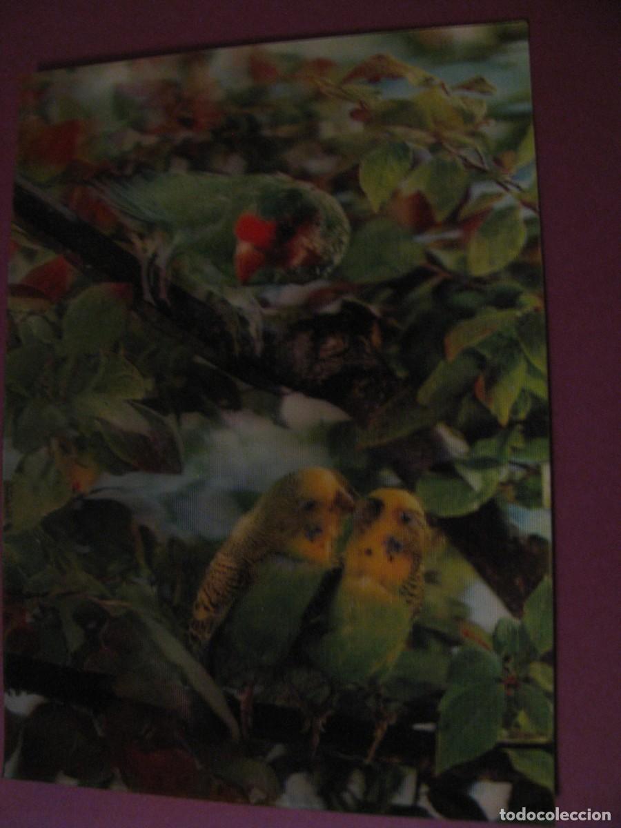 Postales: POSTAL LENTICULAR 3D. LOROS, PERIQUITOS. LES PERRUCHES. FRANCIA. IMPRESO EN JAPON. ESCRITA 1969
