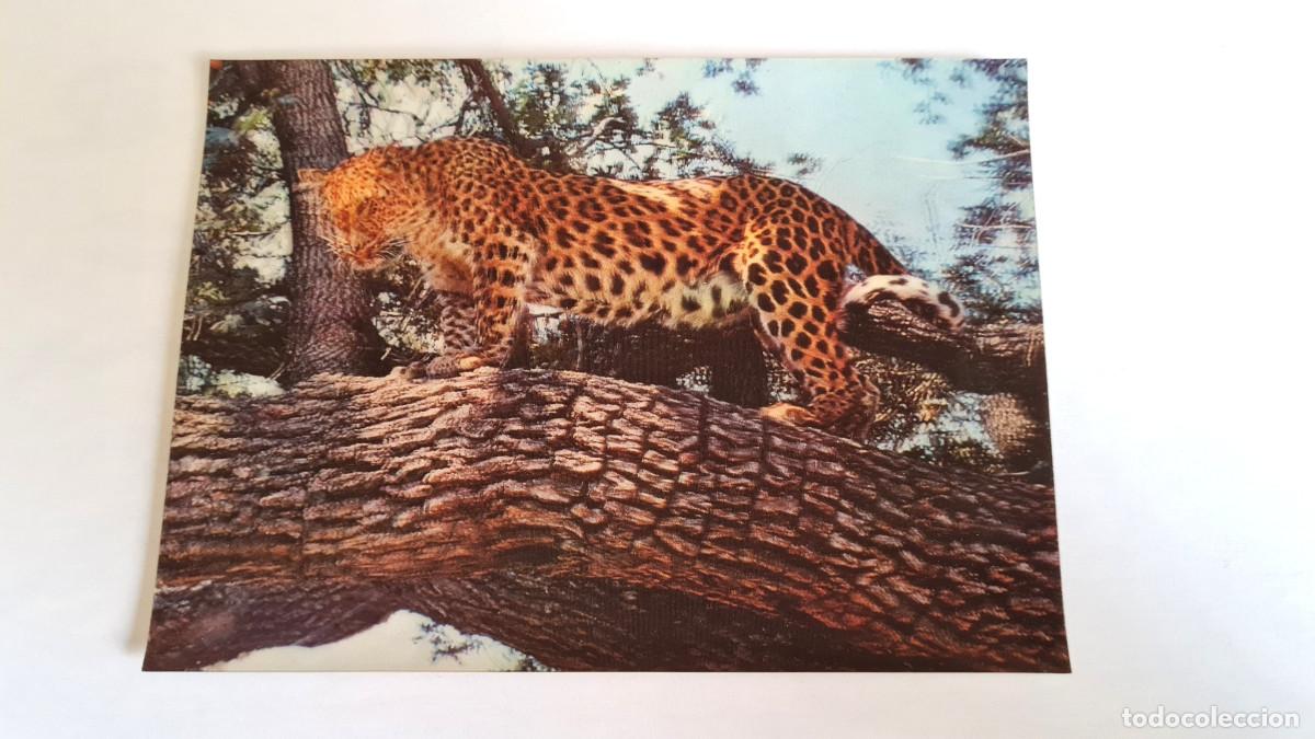 Postales: POSTAL 3D - LEOPARDO EN ARBOL - Foto 1