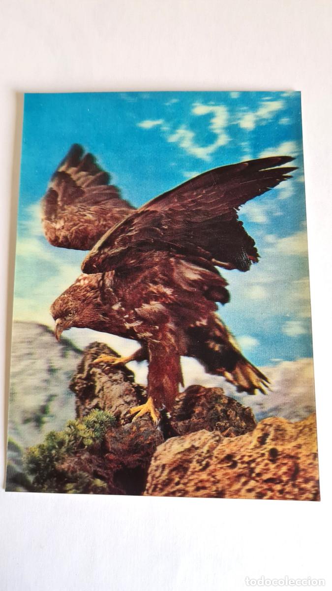 Postales: POSTAL 3D - AGUILA EN MONTA&Ntilde;A