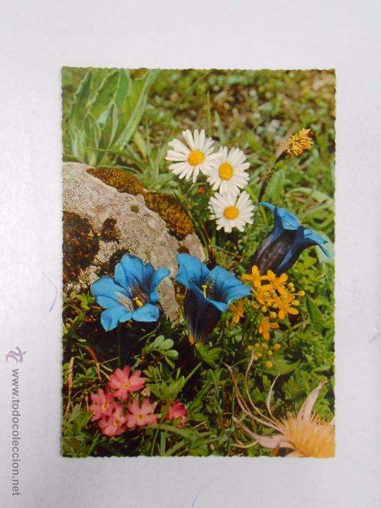 Postales: POSTAL DE FLORES ALPINAS. TDKP3 - Foto 1