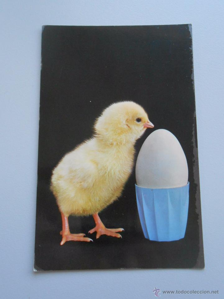 Postales: POSTAL POLLITO Y HUEVO. TDKP5 - Foto 1