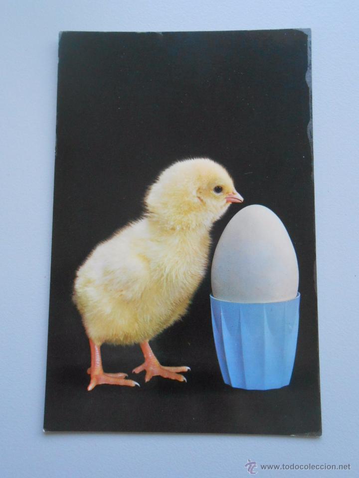 Postales: POSTAL POLLITO Y HUEVO. TDKP5 - Foto 1