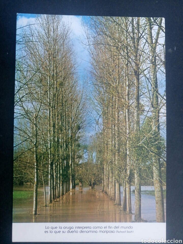 Postales: Postal con frase Richard bach - Foto 1