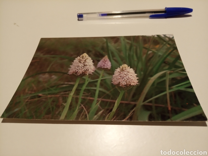 Postales: Flora silvestre de Menorca - Foto 1