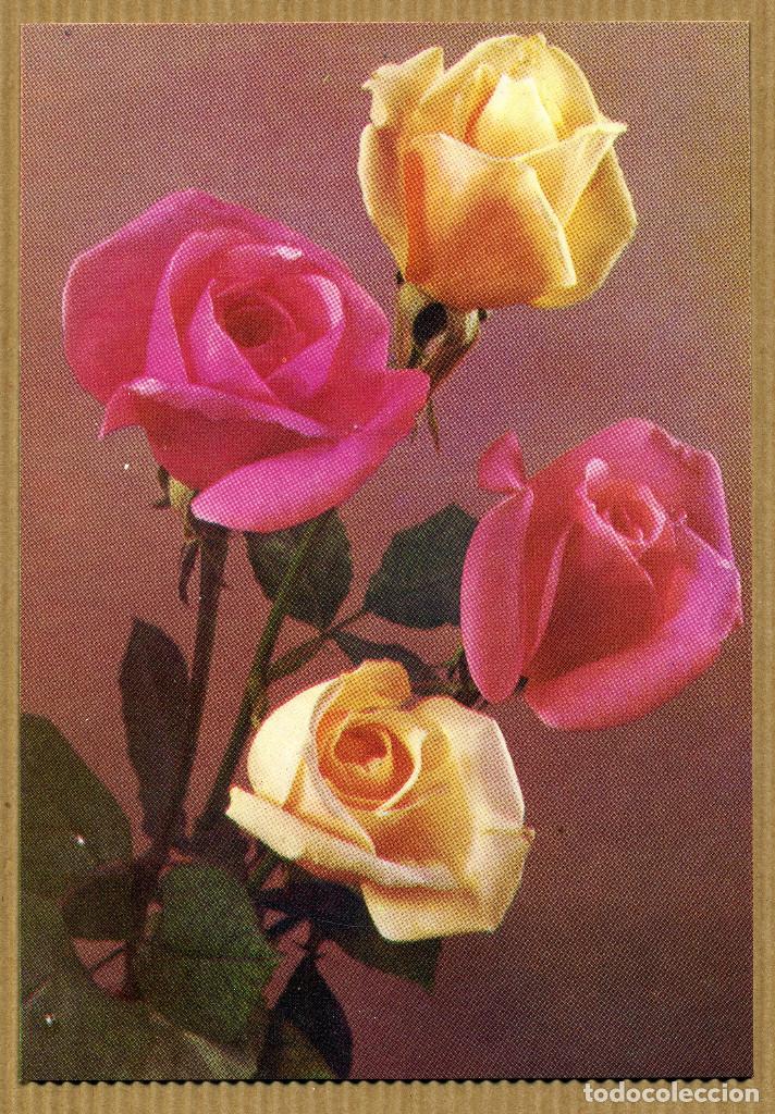 Postales: POSTAL FLORES - ROSA DE FRANCIA - Foto 1