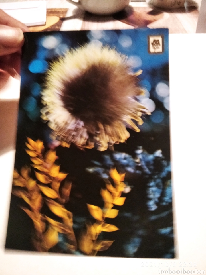 Postales: Postal Flores - Foto 1